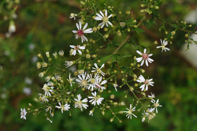 Aster à feuilles en coeur (Aster cordifolius)