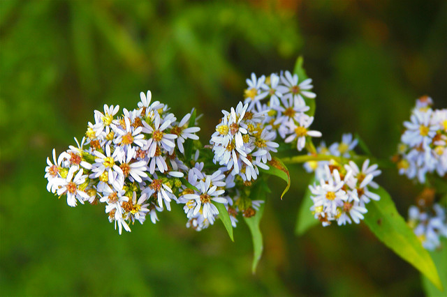 Aster à feuilles en coeur