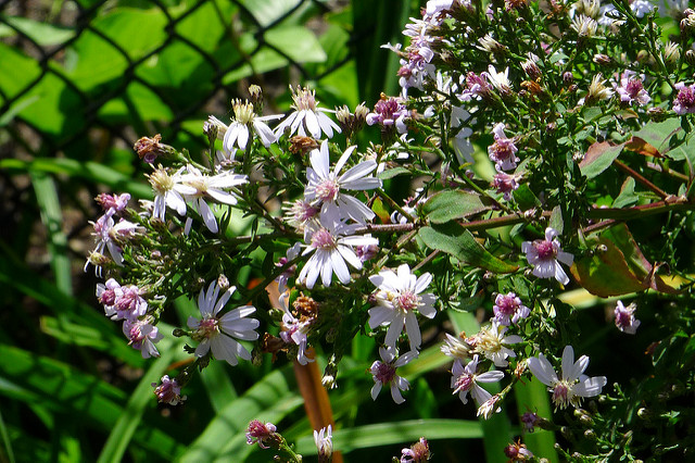 Aster à feuilles en coeur