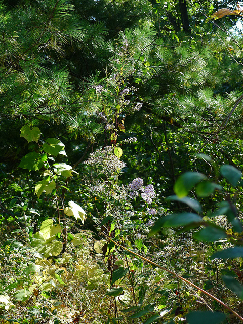 Aster à feuilles en coeur
