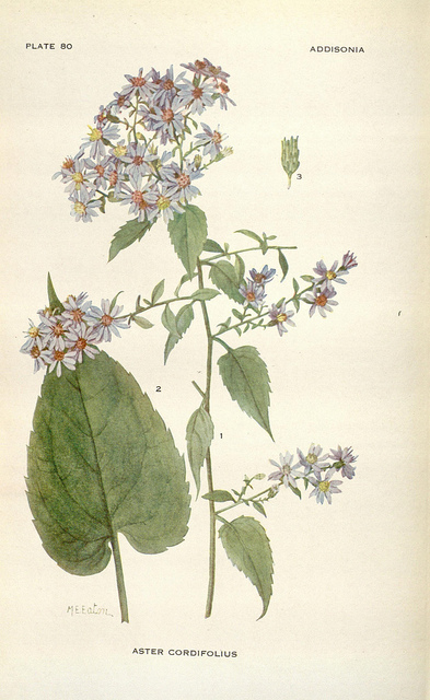Aster à feuilles en coeur