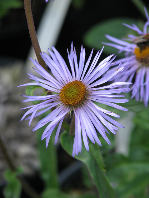 Aster diplostephioides (Aster diplostephioides)