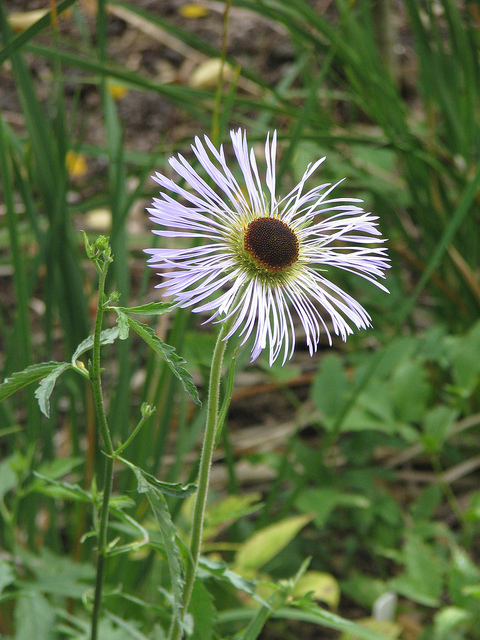 Aster diplostephioides