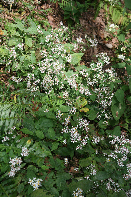 Aster divariqué