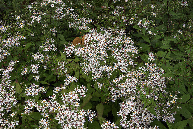 Aster divariqué
