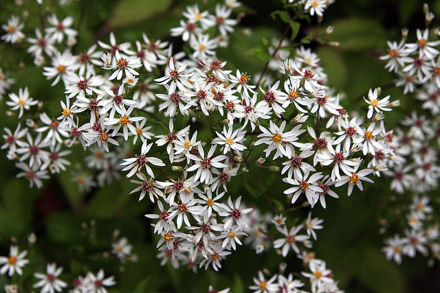Aster divariqué