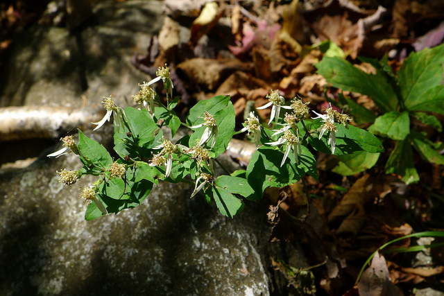 Aster divariqué