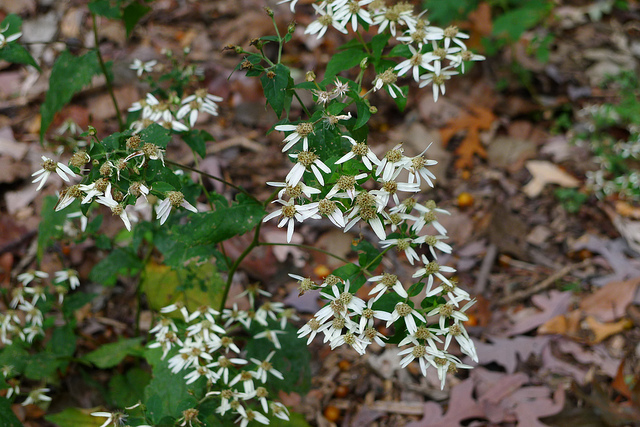 Aster divariqué