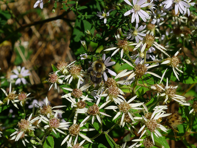 Aster divariqué (Aster divaricatus)