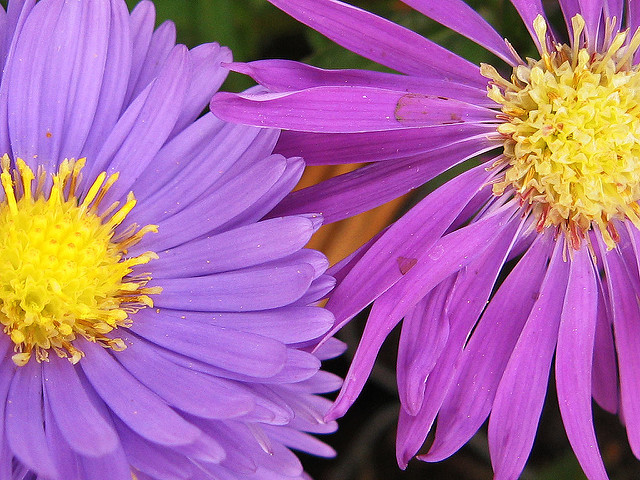 Bushy aster (Aster dumosus)