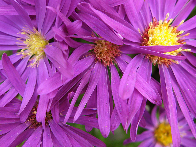 Bushy aster