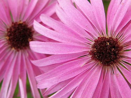 Bushy aster