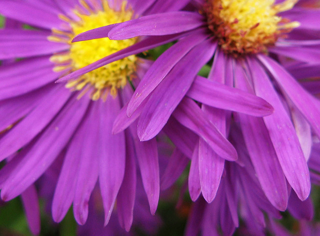 Bushy aster