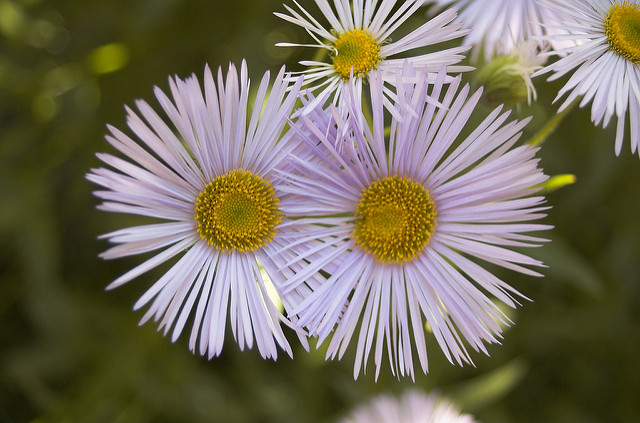 Bushy aster