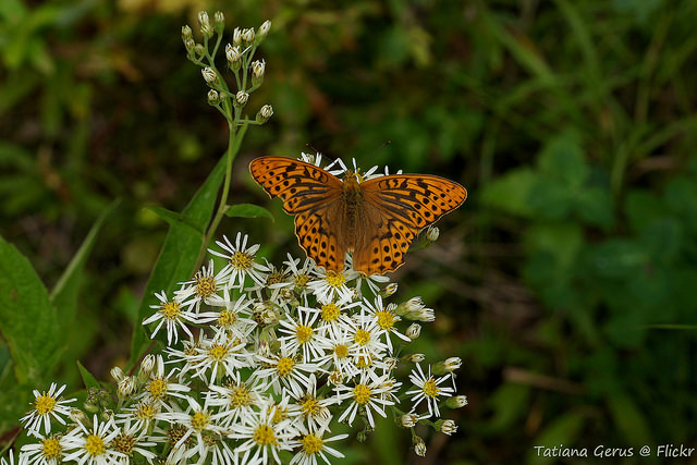 Aster glehnii (Aster glehnii)