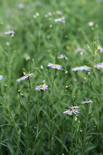 Aster koraiensis (Aster koraiensis)