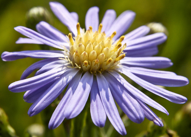 Aster lisse