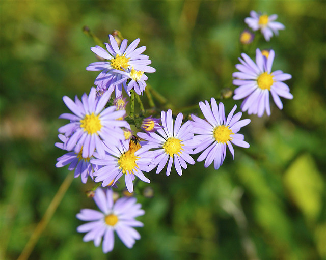 Aster lisse