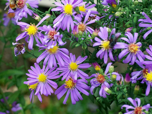 Aster lisse