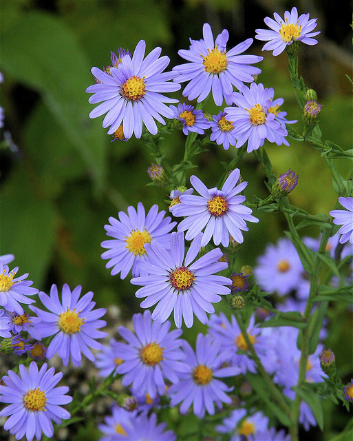 Aster lisse