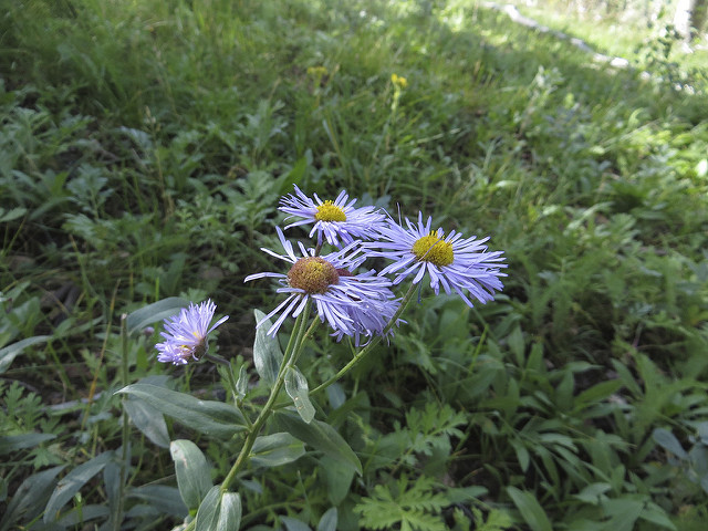 Aster lisse