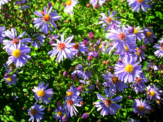 Aster lisse (Aster laevis)