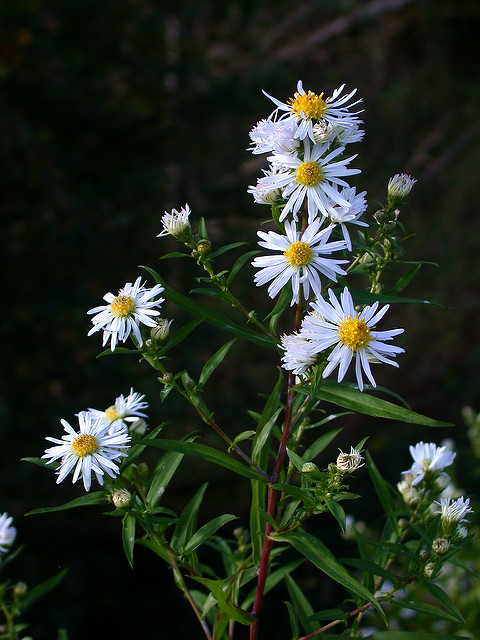 Aster à feuilles lancéolées (Aster lanceolatus)