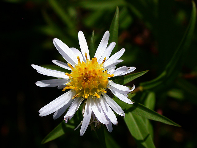 Aster à feuilles lancéolées