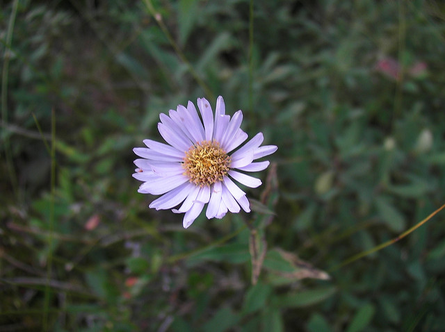 Aster à feuilles lancéolées