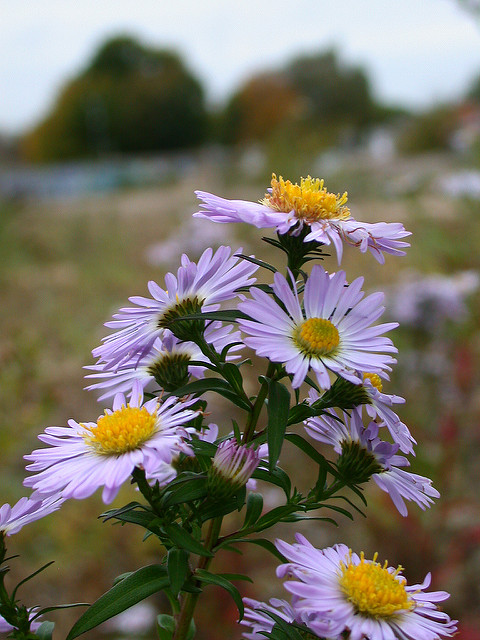 Aster à feuilles lancéolées