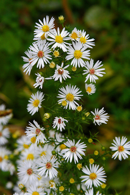 Aster à feuilles lancéolées