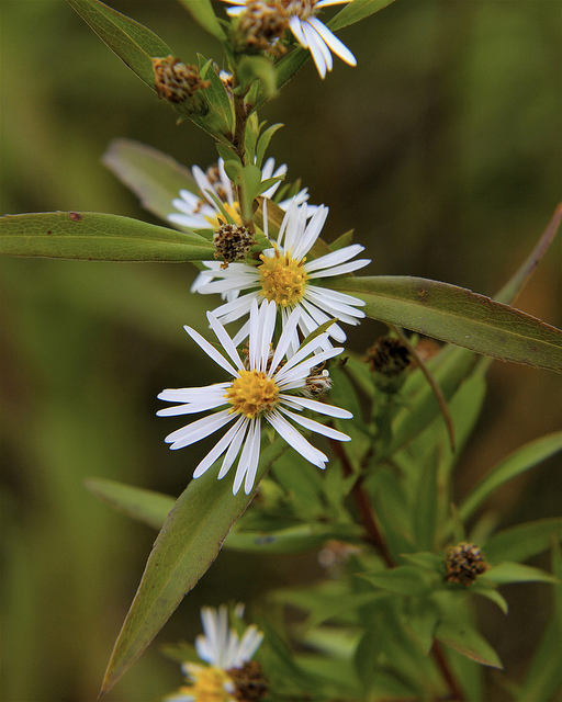 Aster à feuilles lancéolées
