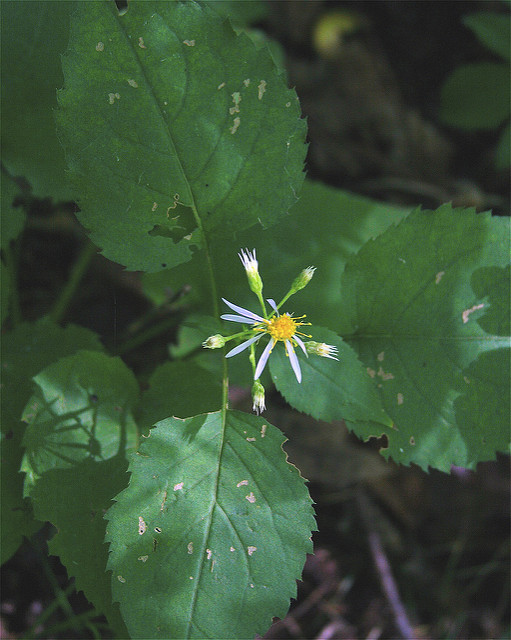 Aster à grandes feuilles