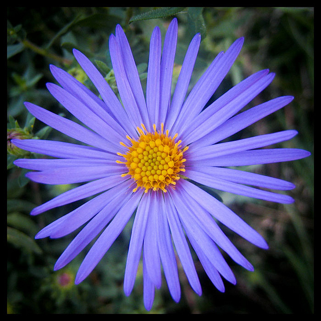 Aster à grandes feuilles