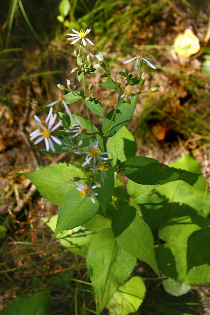 Aster à grandes feuilles