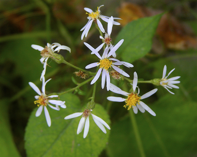 Aster à grandes feuilles