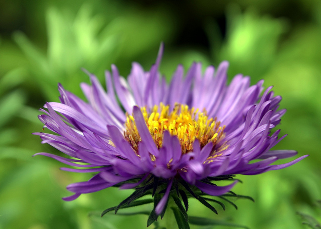 Symphyotrichum novae-angliae