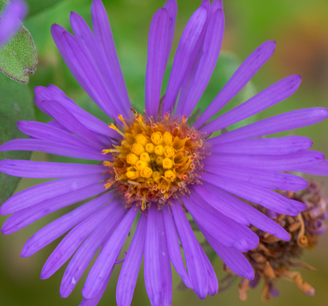 Symphyotrichum novae-angliae