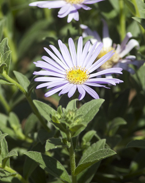 Symphyotrichum novae-angliae