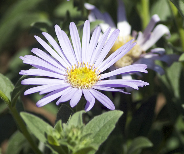 Symphyotrichum novae-angliae