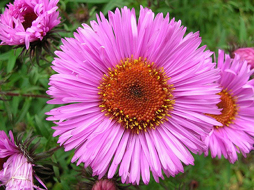 Symphyotrichum novae-angliae