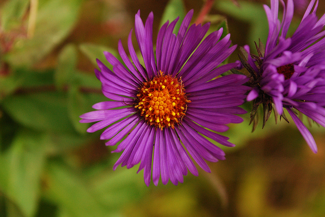Symphyotrichum novae-angliae (Aster novae-angliae)