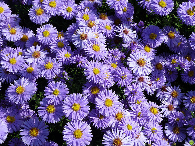 Symphyotrichum novi-belgii
