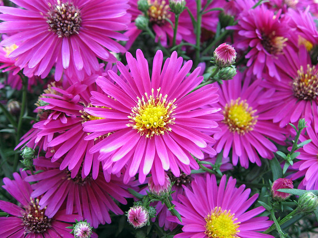 Symphyotrichum novi-belgii