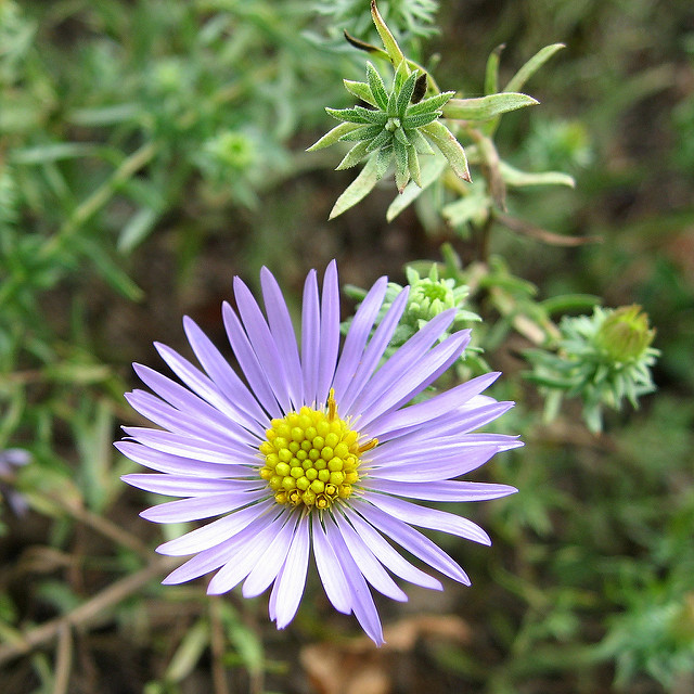 Symphyotrichum novi-belgii