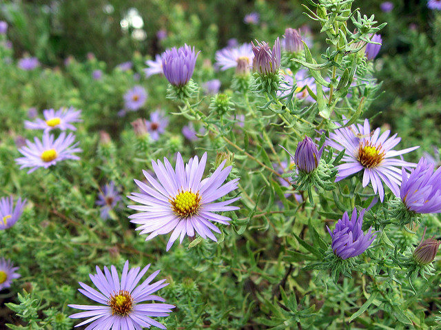 Symphyotrichum novi-belgii