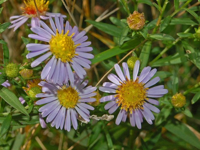 Symphyotrichum novi-belgii