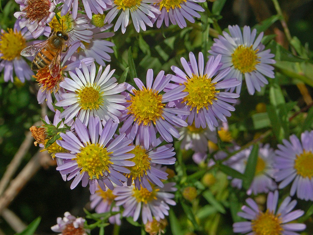 Symphyotrichum novi-belgii (Aster novi-belgii)