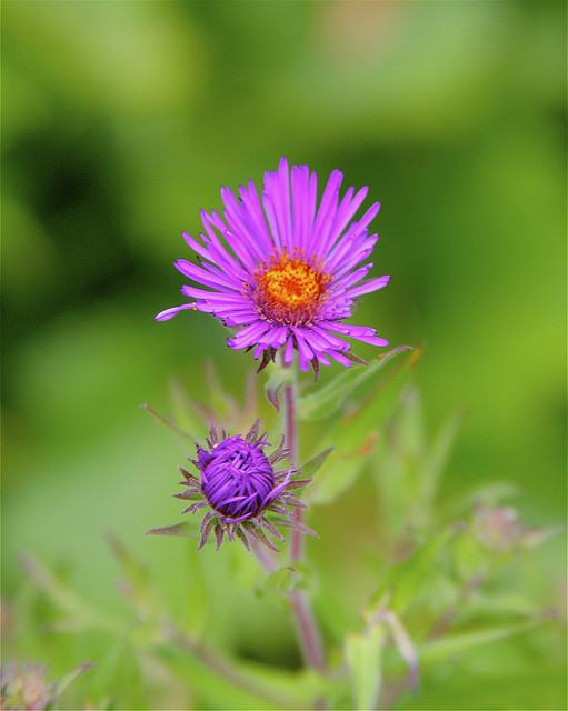Aster puniceus
