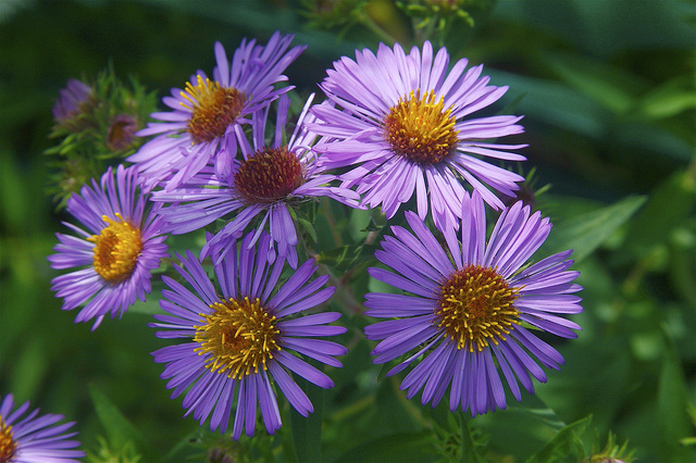 Aster puniceus